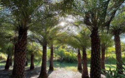 Palm Tree Nursery In Indian River County
